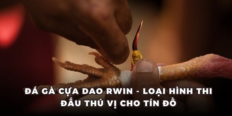 Đá Gà Cựa Dao RWIN - Loại Hình Thi Đấu Thú Vị Cho Tín Đồ